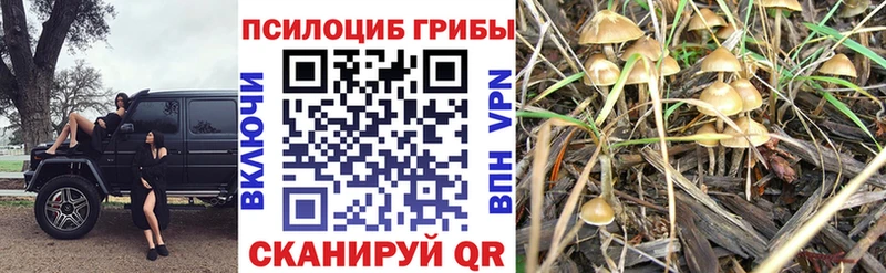 Купить  Ивангород  Галлюциногенные грибы мицелий 